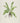 Asplenium scolopendrium - hart's-tongue fern