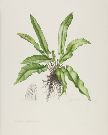 Asplenium scolopendrium - hart's-tongue fern