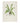 Asplenium scolopendrium - hart's-tongue fern