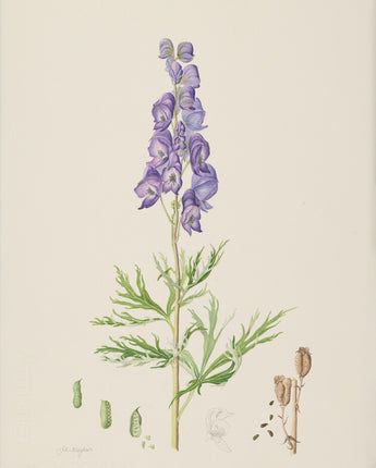 Aconitum napellus - Monkshood