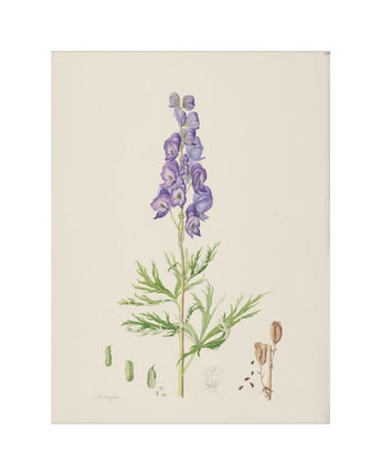 Aconitum napellus - Monkshood