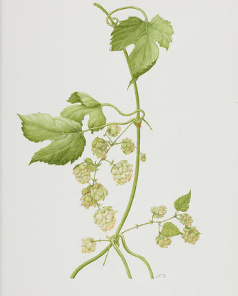 Humulus lupulus ‘Aureus’ - common hop