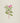 Catharanthus roseus - Madagascan periwinkle