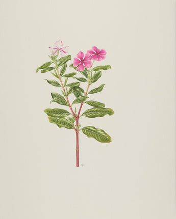 Catharanthus roseus - Madagascan periwinkle