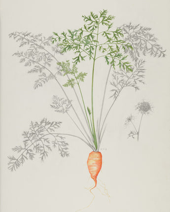 Daucus carota subsp.sativa - carrot