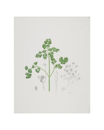 Petroselinum crispum - Parsley
