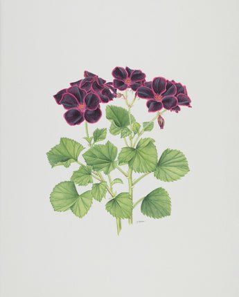 Pelargonium ‘Lord Bute’ - Geranium