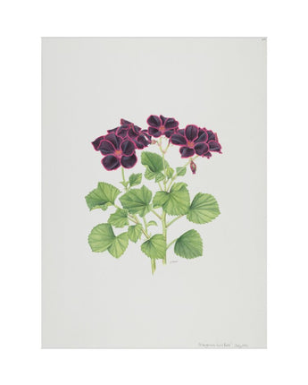Pelargonium ‘Lord Bute’ - Geranium