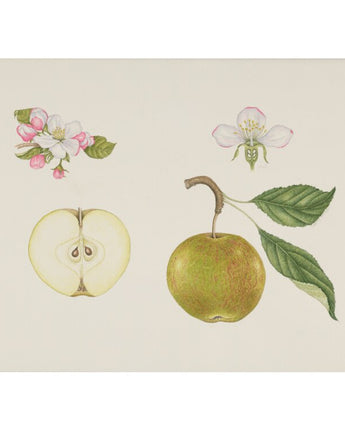 Malus domestica ’Ellison’s Orange’