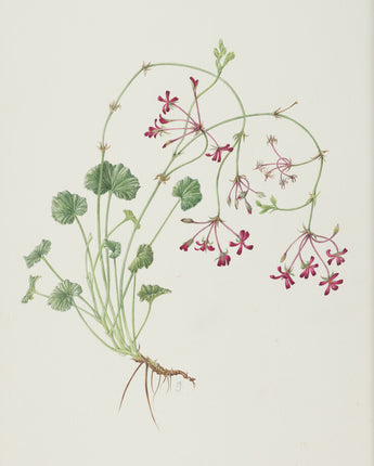 Pelargonium sidoides - South African geranium
