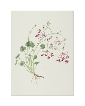 Pelargonium sidoides - South African geranium