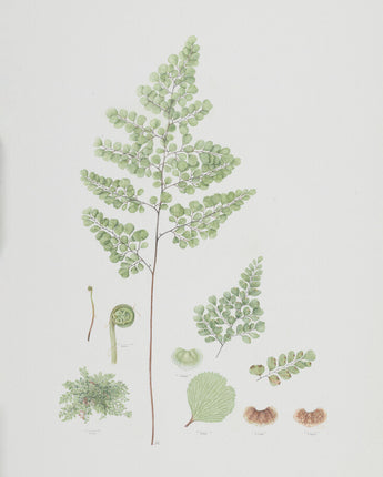 Adiantum venustum - evergreen maidenhair