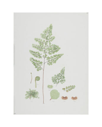 Adiantum venustum - evergreen maidenhair