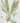 Asplenium scolopendrium - hart's-tongue fern