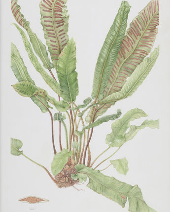 Asplenium scolopendrium - hart's-tongue fern