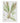 Asplenium scolopendrium - hart's-tongue fern