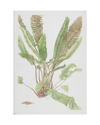 Asplenium scolopendrium - hart's-tongue fern
