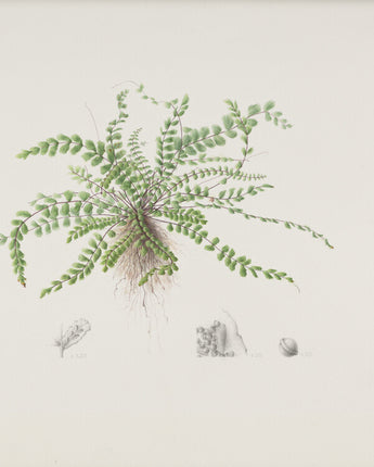 Asplenium trichomanes - maidenhair spleenwort