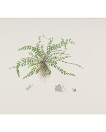 Asplenium trichomanes - maidenhair spleenwort