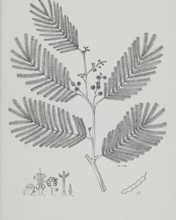 Acacia dealbata - mimosa