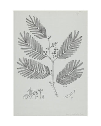 Acacia dealbata - mimosa