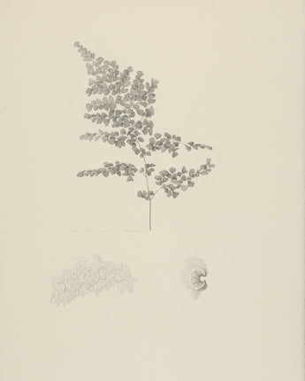 Adiantum venustum - evergreen maidenhair