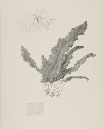 Asplenium scolopendrium - hart's-tongue fern