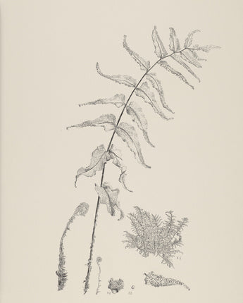 Crytomium fortunei - Fortune's holly-fern