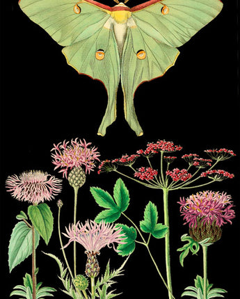 Green Moth - Botanical Card