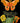 Orange Moth - Botanical Card