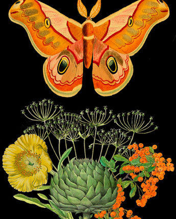Orange Moth - Botanical Card