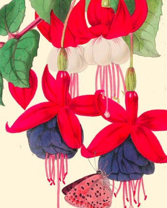 Fuchsia and Butterfly - Botanical Card