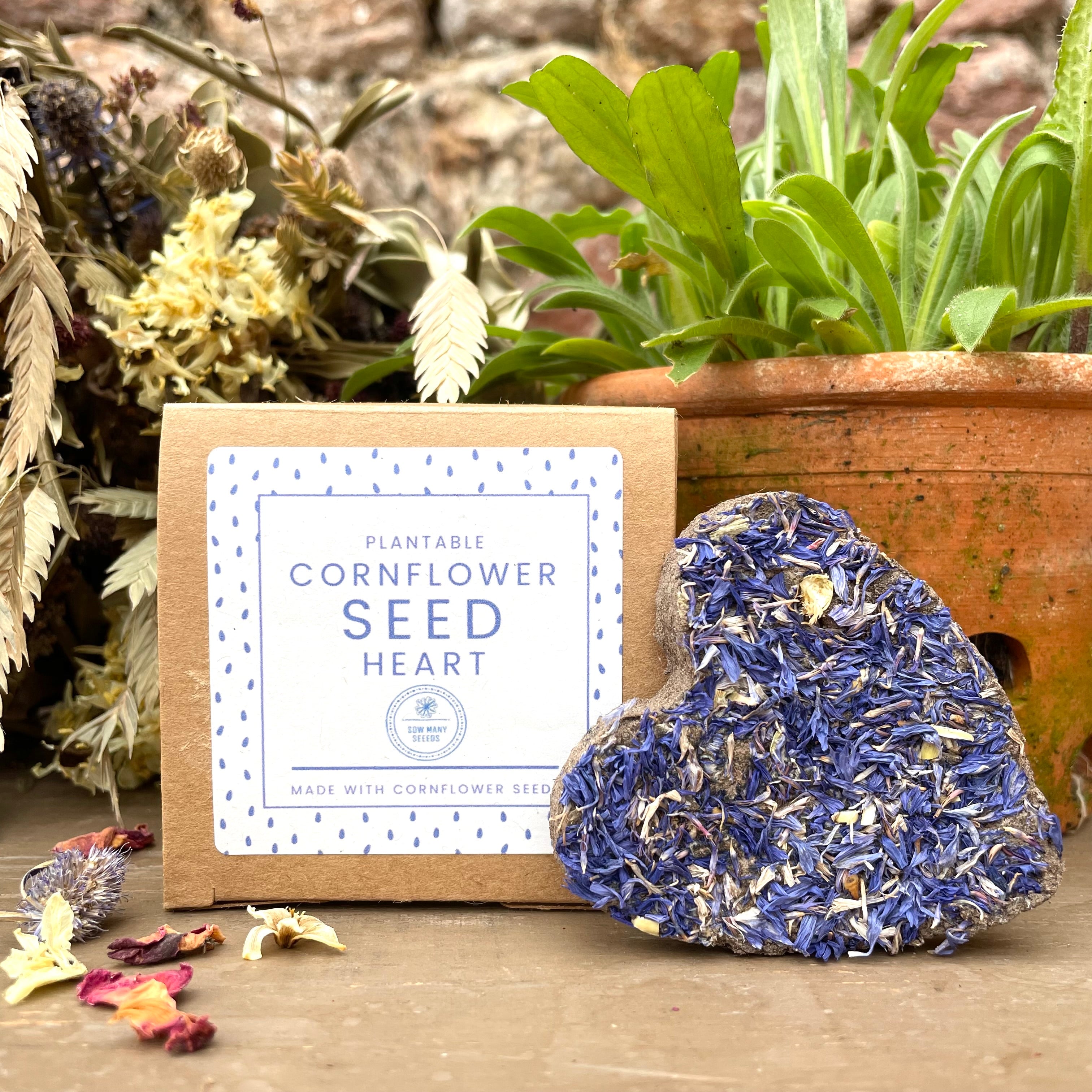 Chelsea Seeds Blue Cornflower Seed Heart Sow Many Seeds – Chelsea Physic Garden ...