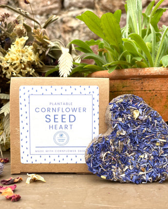 Blue Cornflower Seed Heart Sow Many Seeds