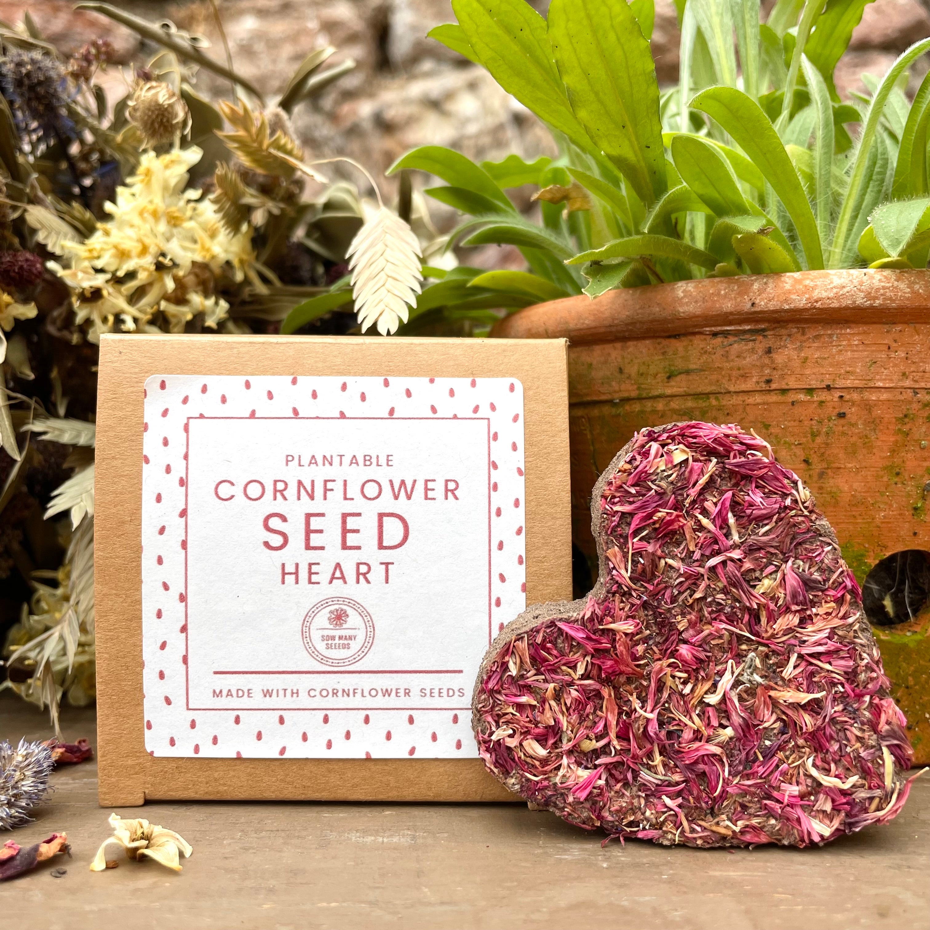 Chelsea Seeds Red Cornflower Seed Heart Sow Many Seeds – Chelsea Physic Garden ...